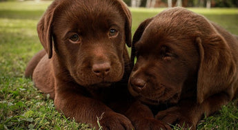 Dogs